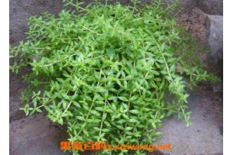 垂盆草怎么养 垂盆草的种植方法