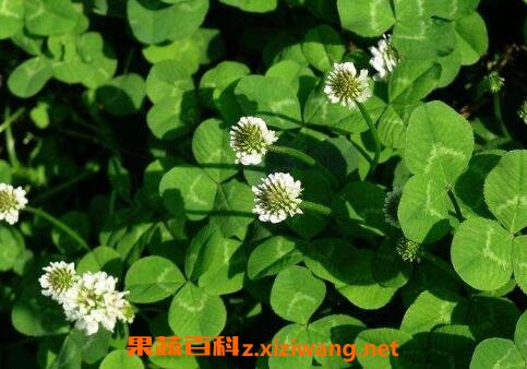 车轴草图片 车轴草的作用