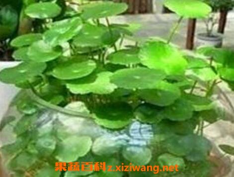 铜钱草水培方法和技巧