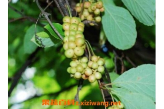 五味子藤的作用及禁忌