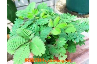 含羞草怎么养 含羞草的养殖方法技巧