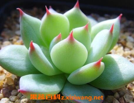 多肉植物怎么养 多肉植物养殖的注意事项