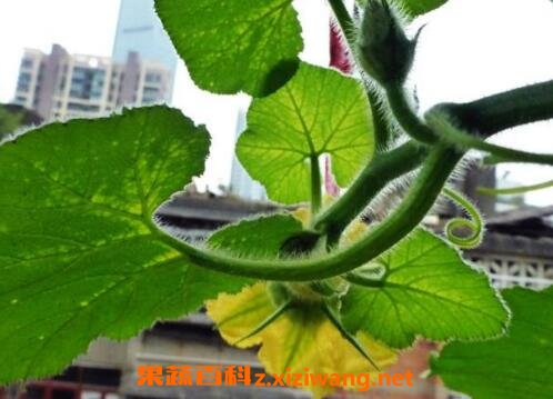 小金瓜藤的功效与作用及药用价值