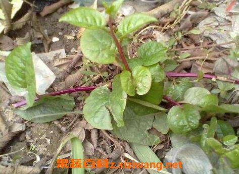 小春根藤的功效与作用及药用价值