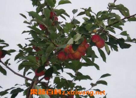 草药沙果的药用价值