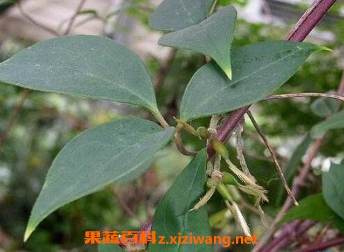 五香血藤的功效与作用及药用价值