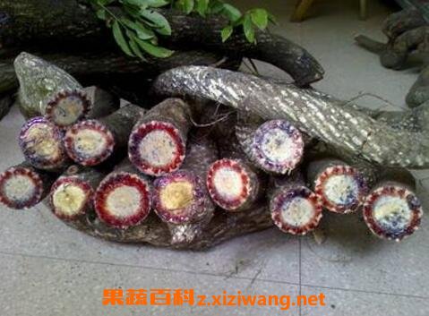 五香血藤的功效与作用及药用价值