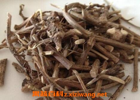 五香藤的功效与作用及药用价值