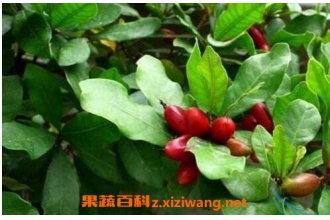 神秘果树叶的功效与药用价值