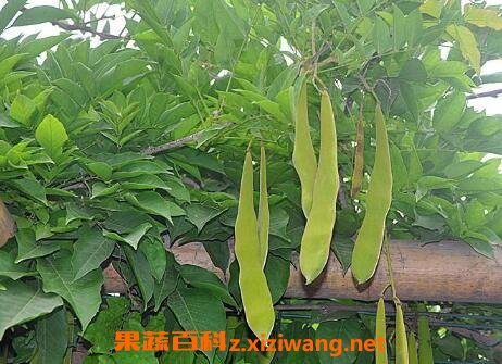 紫藤果的药用价值