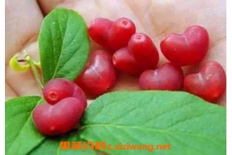 杈杷果的功效与作用