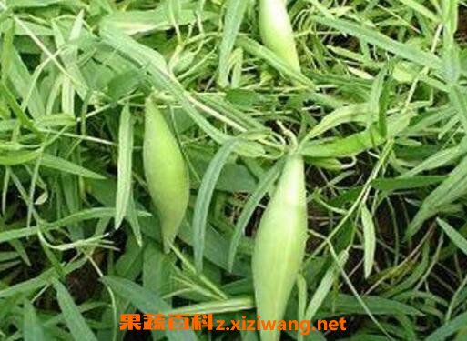 地稍瓜的功效与作用及药用价值