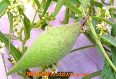 地稍瓜的功效与作用及药用价值