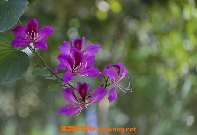 紫荆花