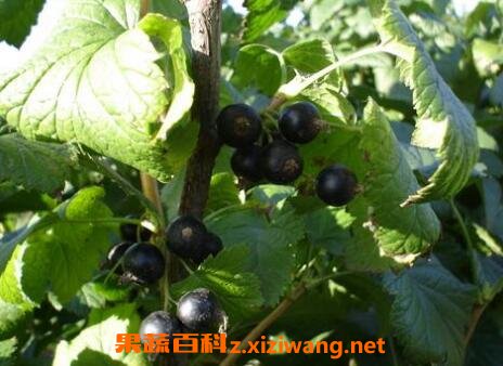 黑豆果的图片 黑豆果的功效与作用