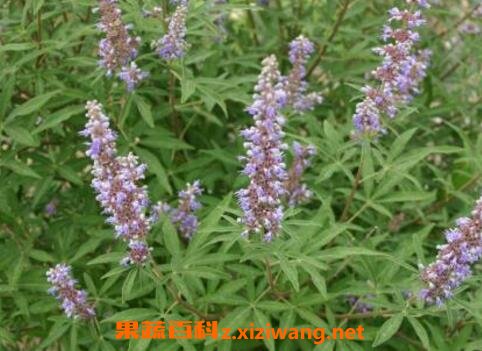 贞节树精油的功效与作用