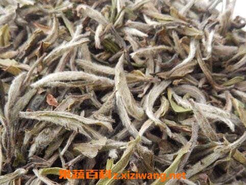普洱茶生茶砖和白茶有什么区别
