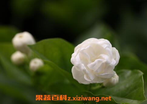 重瓣茉莉花的养殖方法
