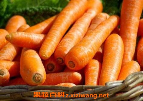 胡萝卜的功效与作用