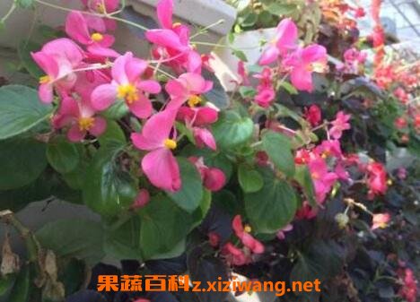 竹叶海棠花的养殖方法