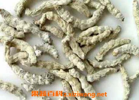 白僵虫的功效与作用