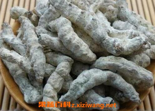 白僵虫的功效与作用