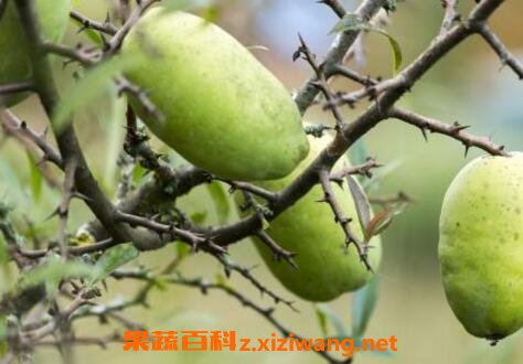 白花果皮的功效与作用及药用价值