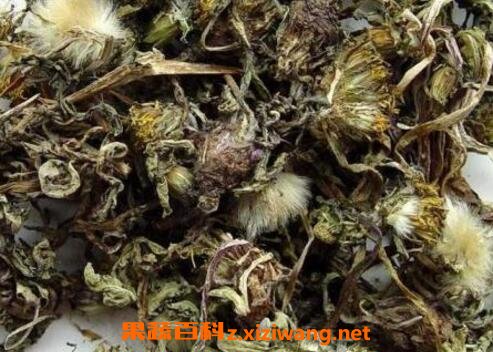 中药蒲公英的功效与作用