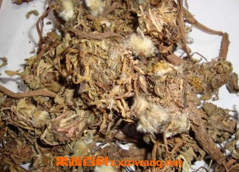 中药蒲公英的功效与作用