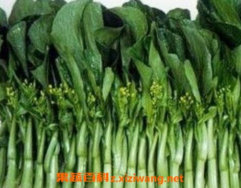 白油菜苔的功效和营养价值