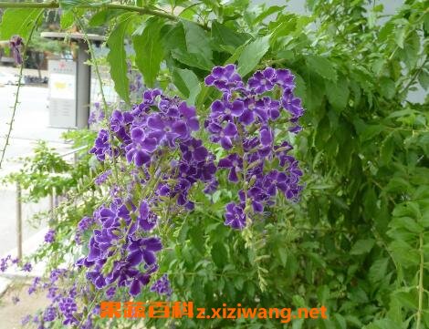 紫金露花的养殖方法