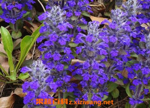紫金露花的养殖方法