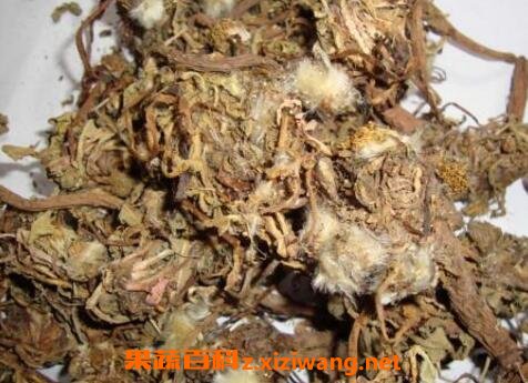 蒲公英的药用价值
