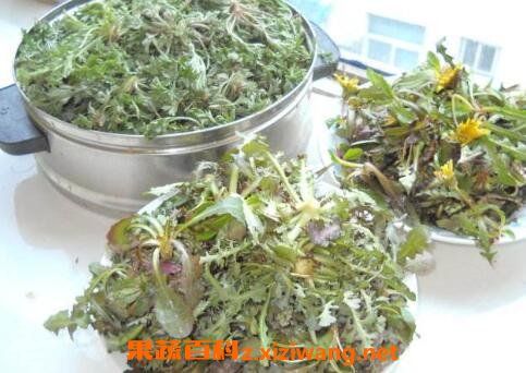 蒲公英的药用价值