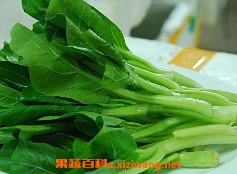 白菜苔如何保鲜 白菜苔如何冷冻保存