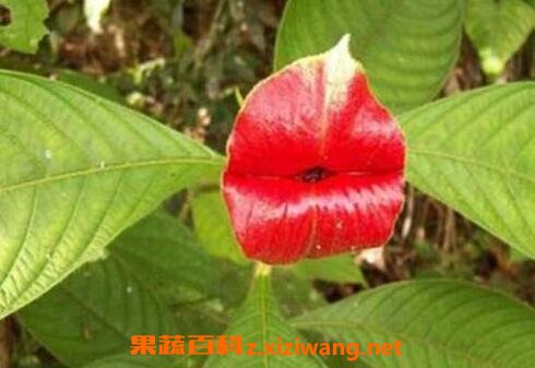 嘴唇花的养殖方法