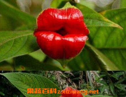 嘴唇花的养殖方法