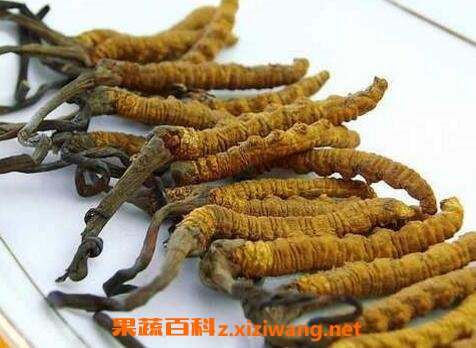 冬虫草的功效与药用价值