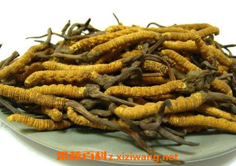 冬虫草的功效与药用价值