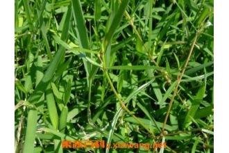白花蛇草的功效与作用及药用价值