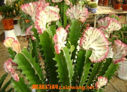 紫叶龙骨花的养殖方法