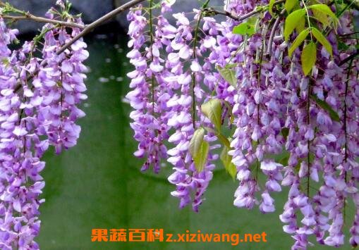 紫藤花养殖方法和注意事项