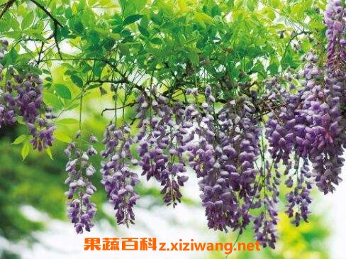 紫藤花养殖方法和注意事项