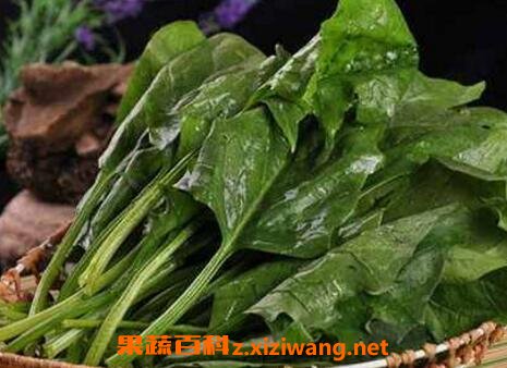 菠菜的营养价值