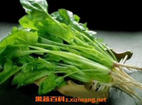 菠菜的营养价值