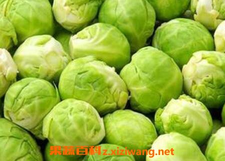 圆白菜的营养价值