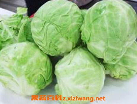 圆白菜的营养价值