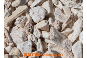 龙骨的功效与作用 龙骨的药用价值
