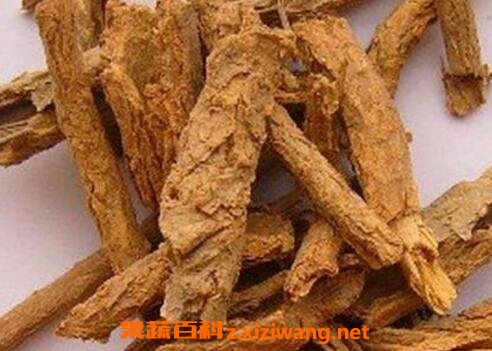 地骨皮的功效与药用价值