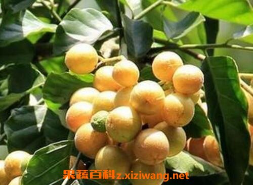 黄果皮叶的功效与作用及药用价值